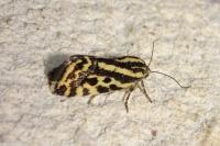 Emmelia trabealis