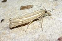 Ancylolomia tentaculella / disparalis