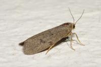 Apaidia mesogona