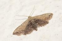 Araeopteron ecphaea
