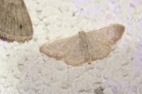 Idaea distinctaria