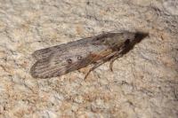 Lamoria anella