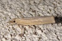 Pediasia luteella