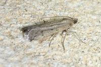 Phycitodes