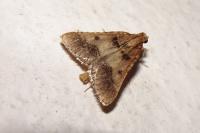 Stemmatophora brunnealis