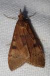 Uresiphita gilvata