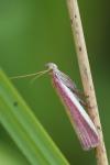 Oncocera semirubella
