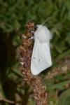 Spilosoma urticae