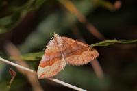 Scotopteryx chenopodiata