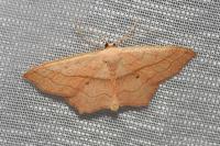 Scopula imitaria