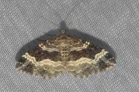 Epirrhoe alternata