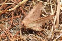 Lasiocampa trifolii trifolii