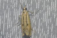 Agriphila geniculea