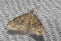 Acasis viretata