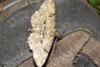 Peribatodes rhomboidaria rhomboidaria