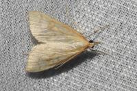 Udea lutealis