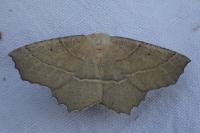 Gerinia honoraria
