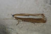 Agriphila latistria