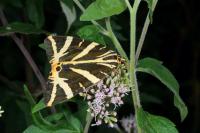 Euplagia quadripunctaria