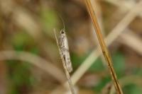 Homoeosoma sinuella