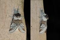 Furcula furcula