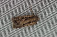 Euxoa aquilina aquilina