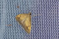 Evergestis limbata