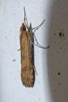 Nomophila noctuella