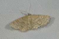 Idaea determinata