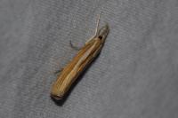 Agriphila tristella