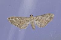 Eupithecia millefoliata