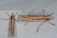 Ancylolomia tentaculella