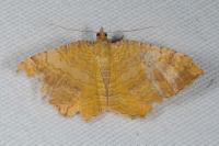 Camptogramma bilineata