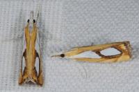 Catoptria pinella