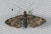 Gymnoscelis rufifasciata