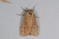 Mythimna ferrago
