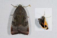 Noctua janthe