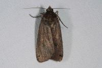 Noctua pronuba