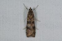 Nomophila noctuella