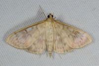 Patania ruralis