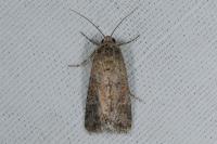 Spodoptera exigua