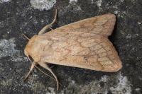 Mythimna vitellina