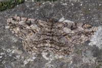 Peribatodes rhomboidaria rhomboidaria