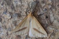 Aspitates gilvaria