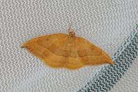 Watsonalla cultraria