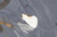 Cilix hispanica