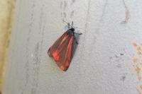 Tyria jacobaeae