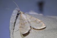 Paracorsia repandalis