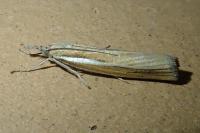 Agriphila tristella