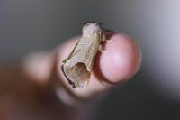 Clostera curtula